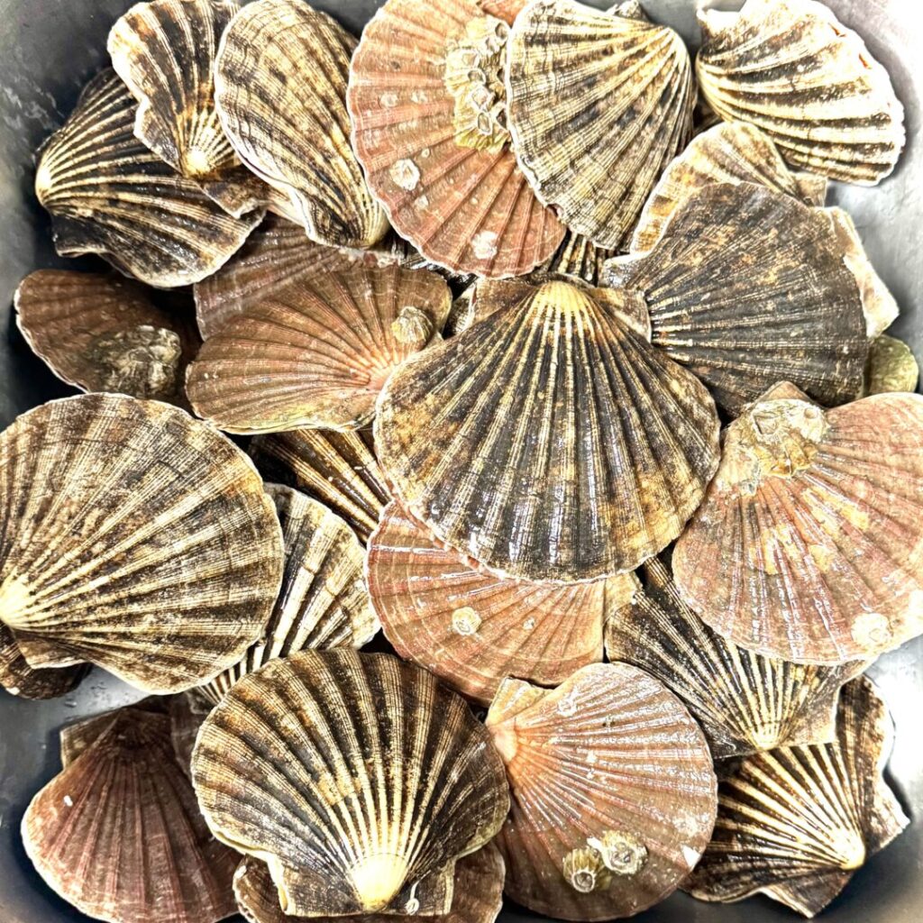 Scallops