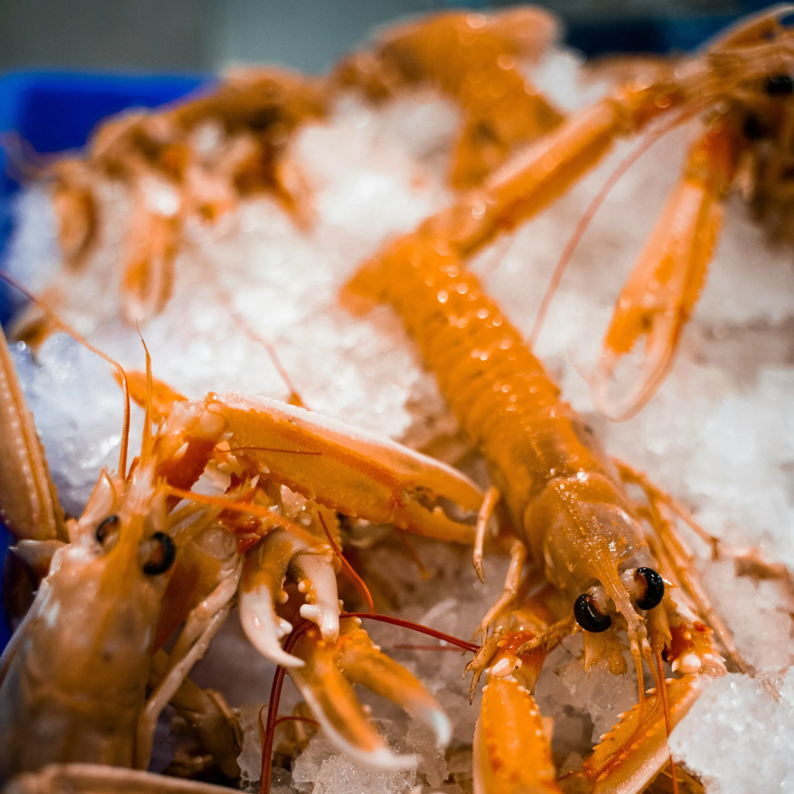 Langoustine