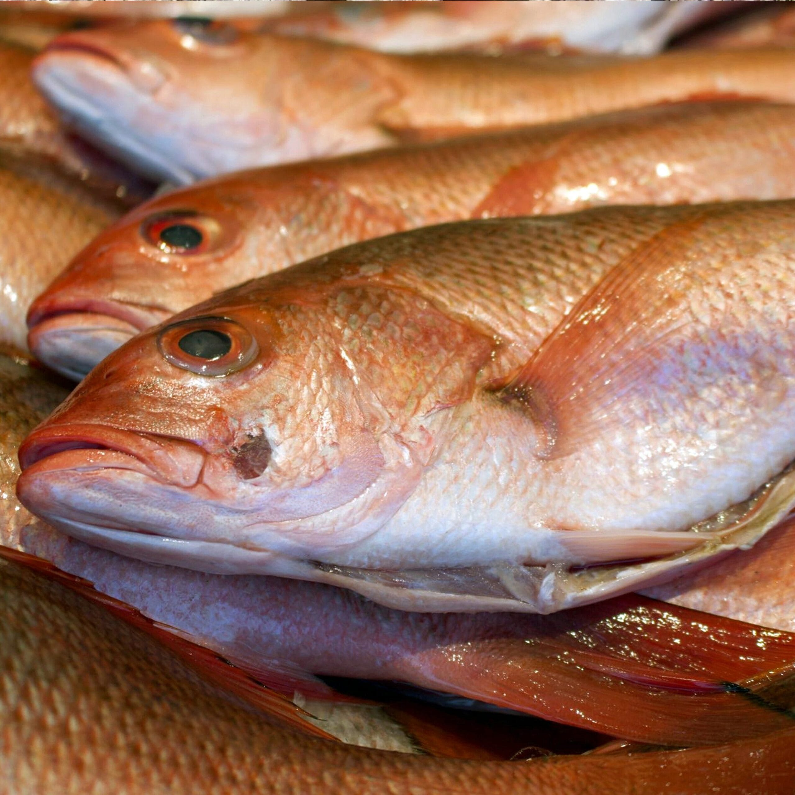 Fish dry-ageing